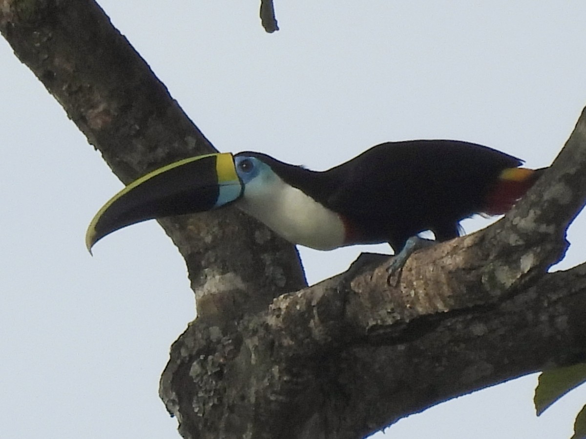 White-throated Toucan - ML641937256