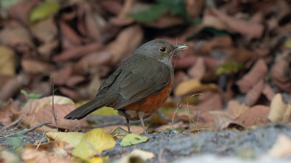 Rufous-bellied Thrush - ML641937302