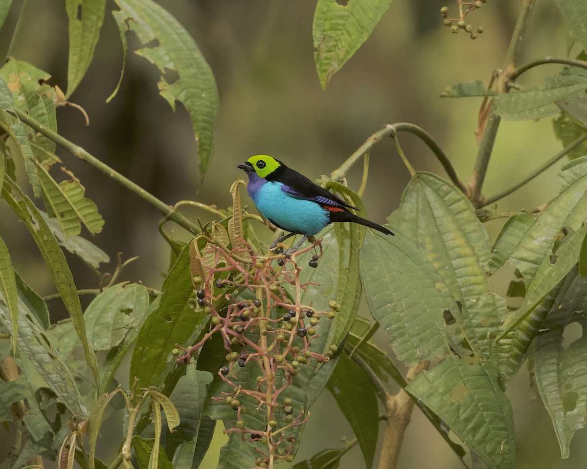 Paradise Tanager - ML641937311