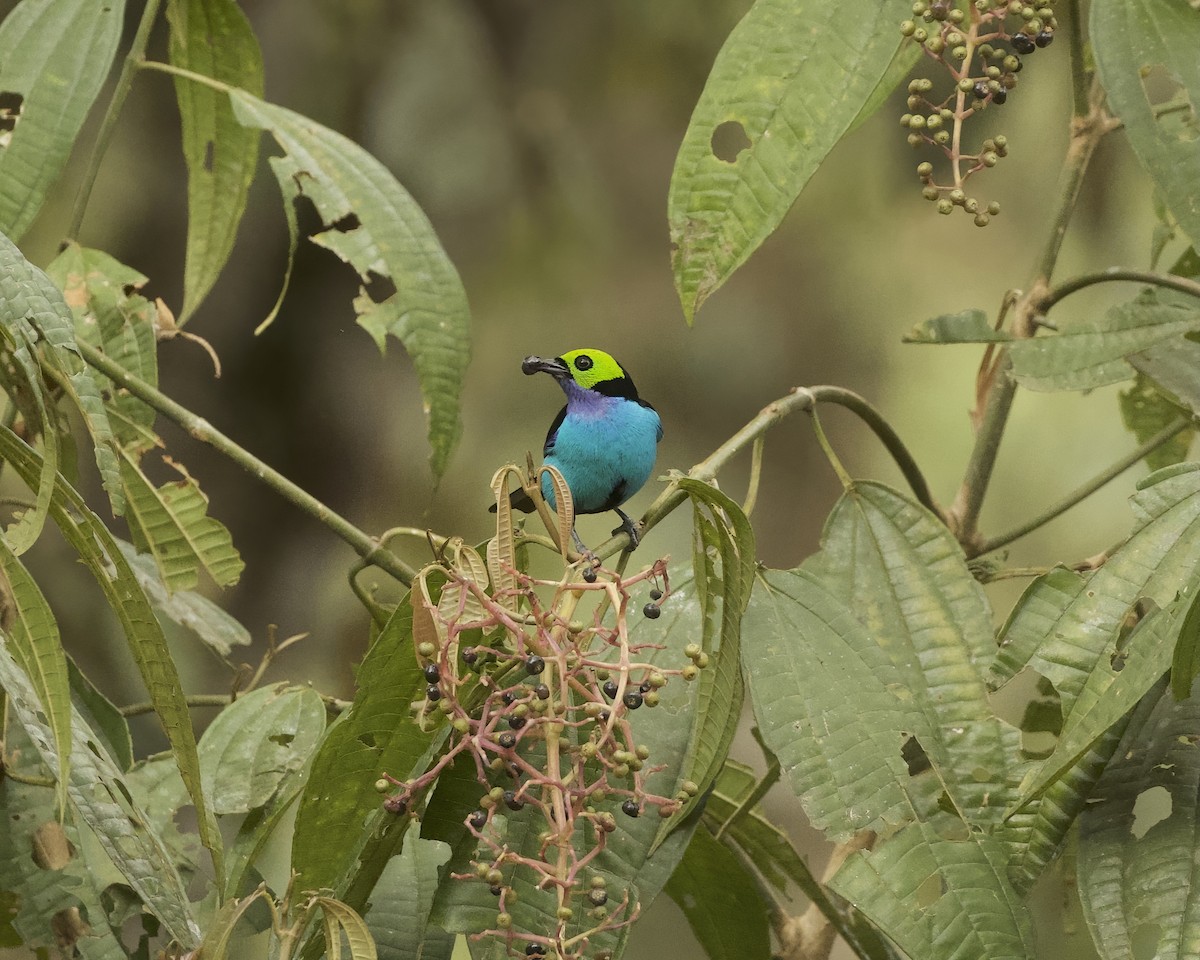Paradise Tanager - ML641937312