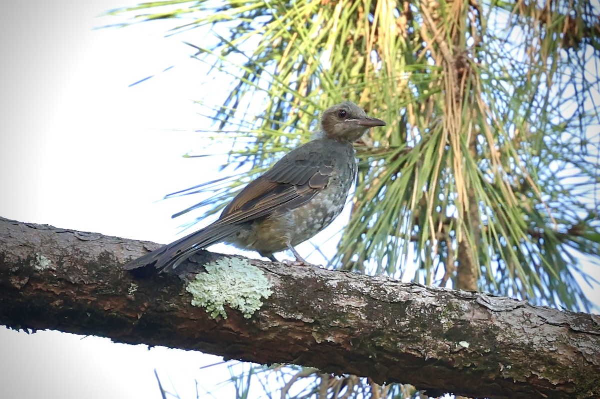 Brown-eared Bulbul - ML641937334