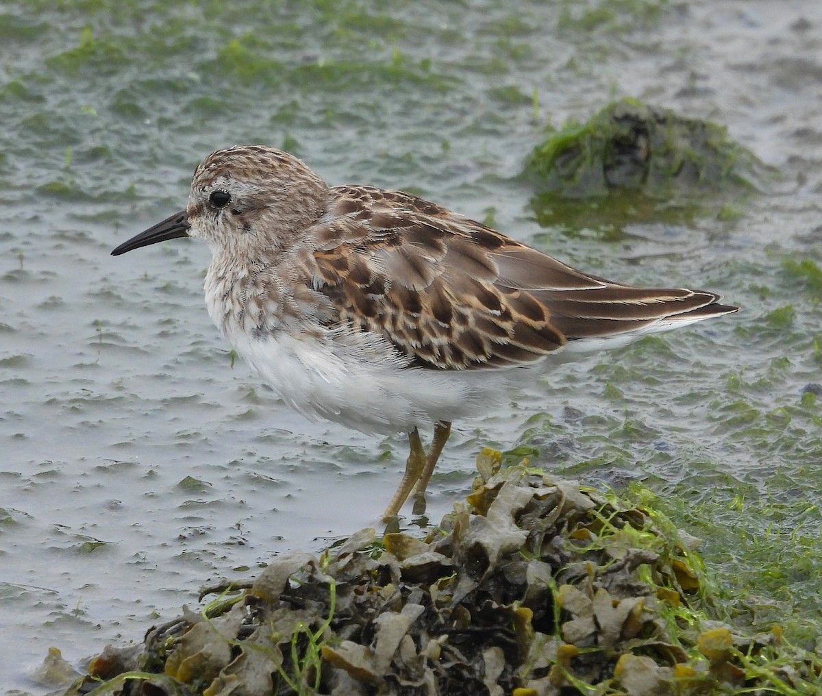 Least Sandpiper - ML641937344