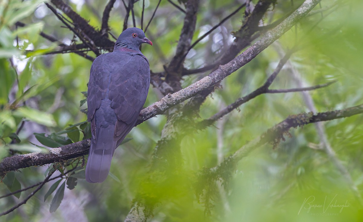 Bolle's Pigeon - ML641937398