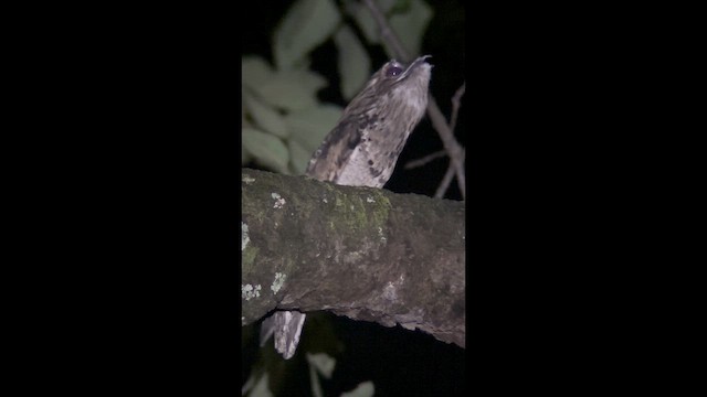 Common Potoo - ML641937428