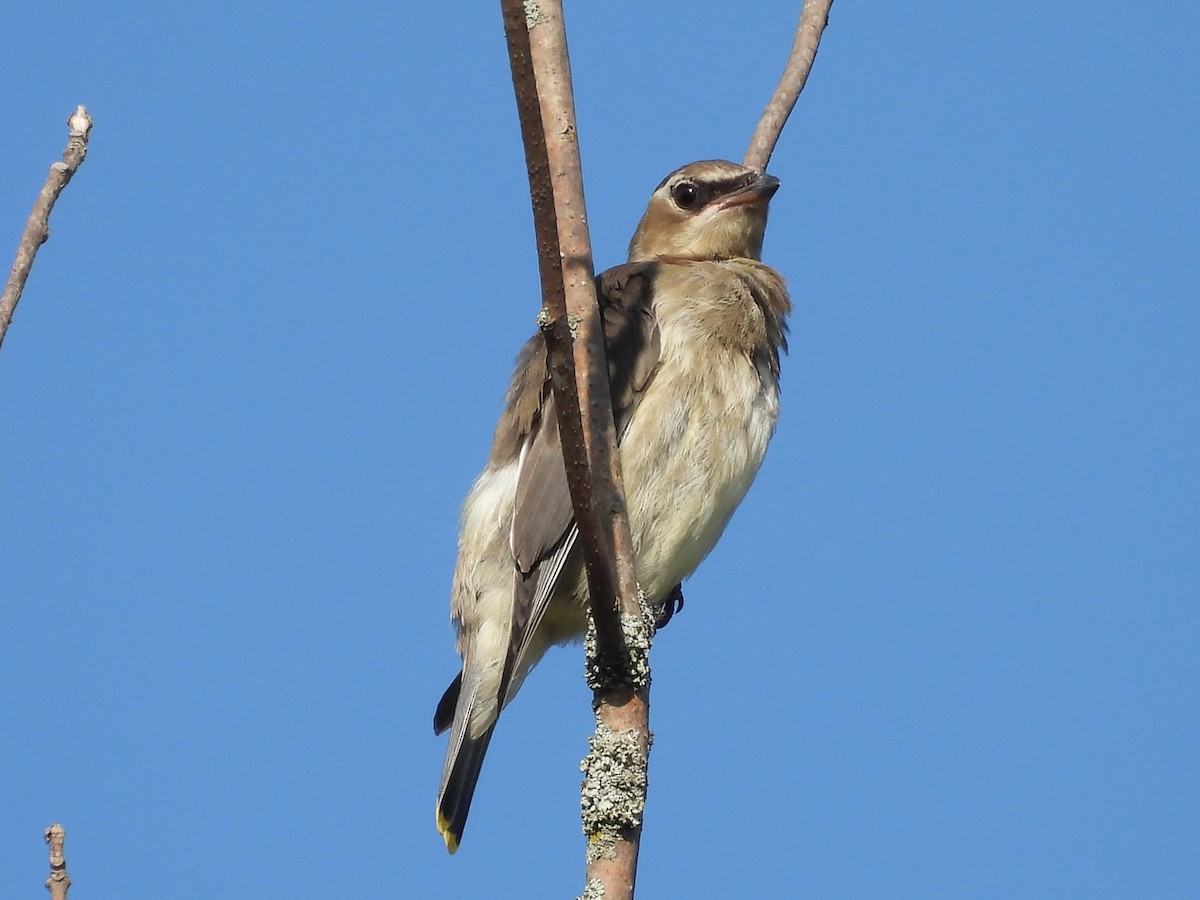Cedar Waxwing - ML641937433