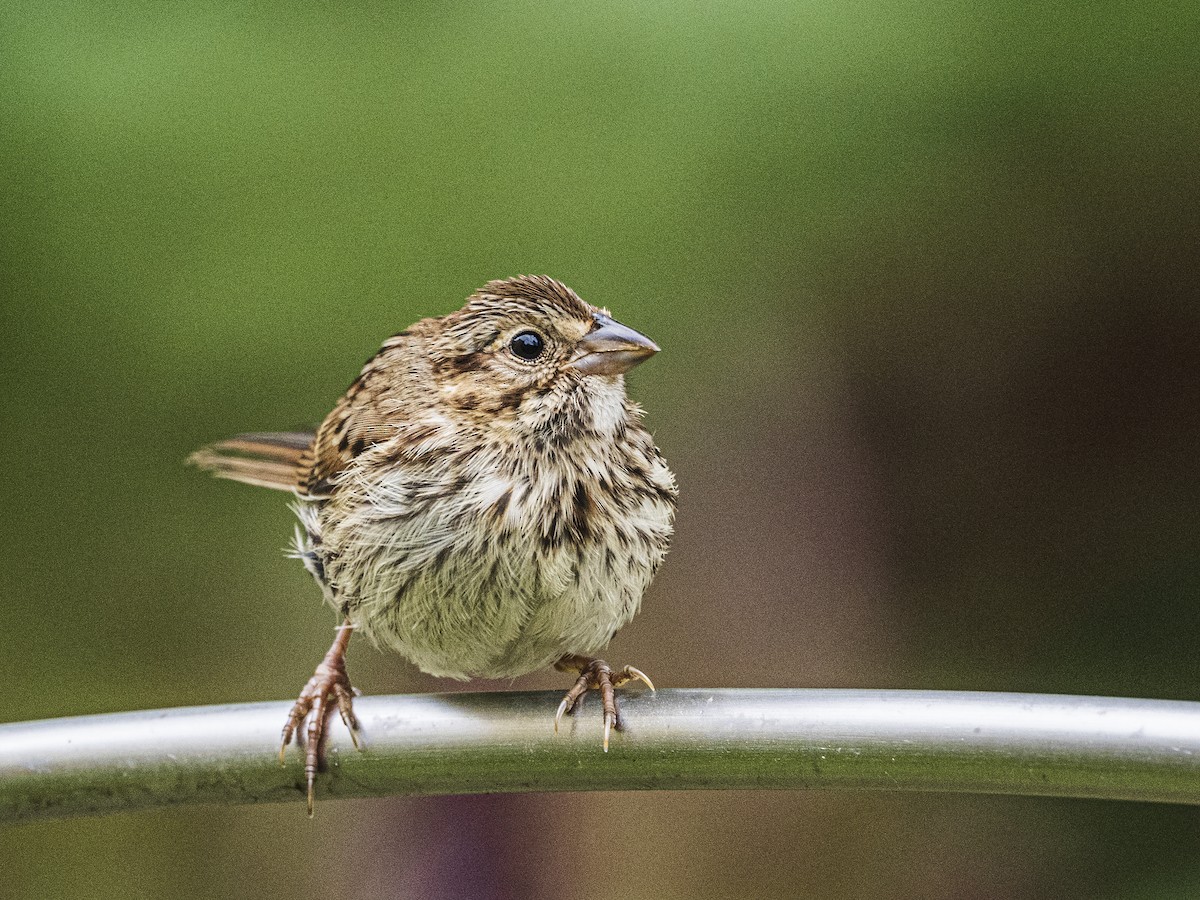 Song Sparrow - ML641937436
