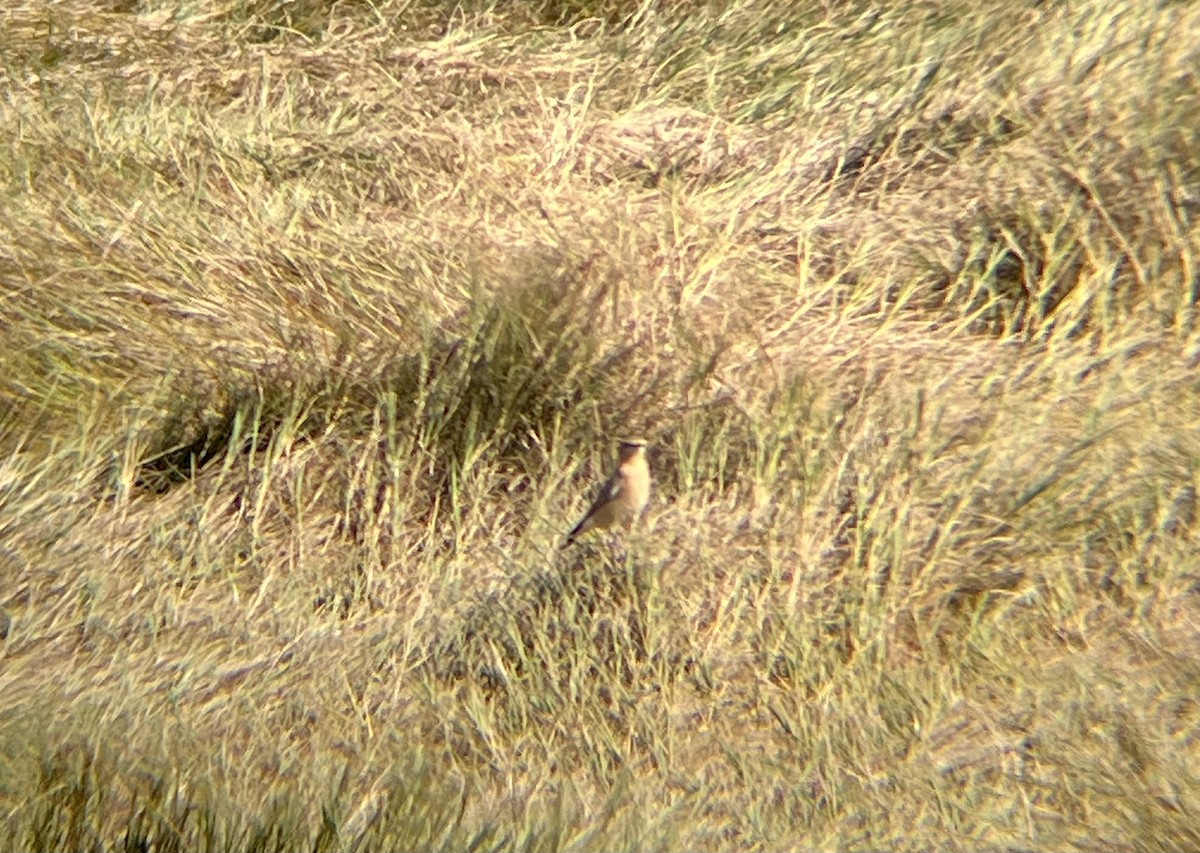 Northern Wheatear - ML641937449