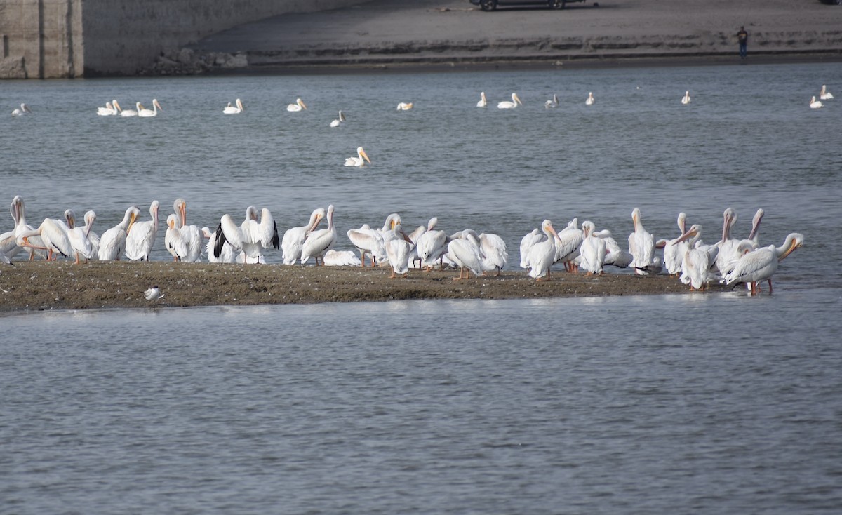 American White Pelican - ML641937455