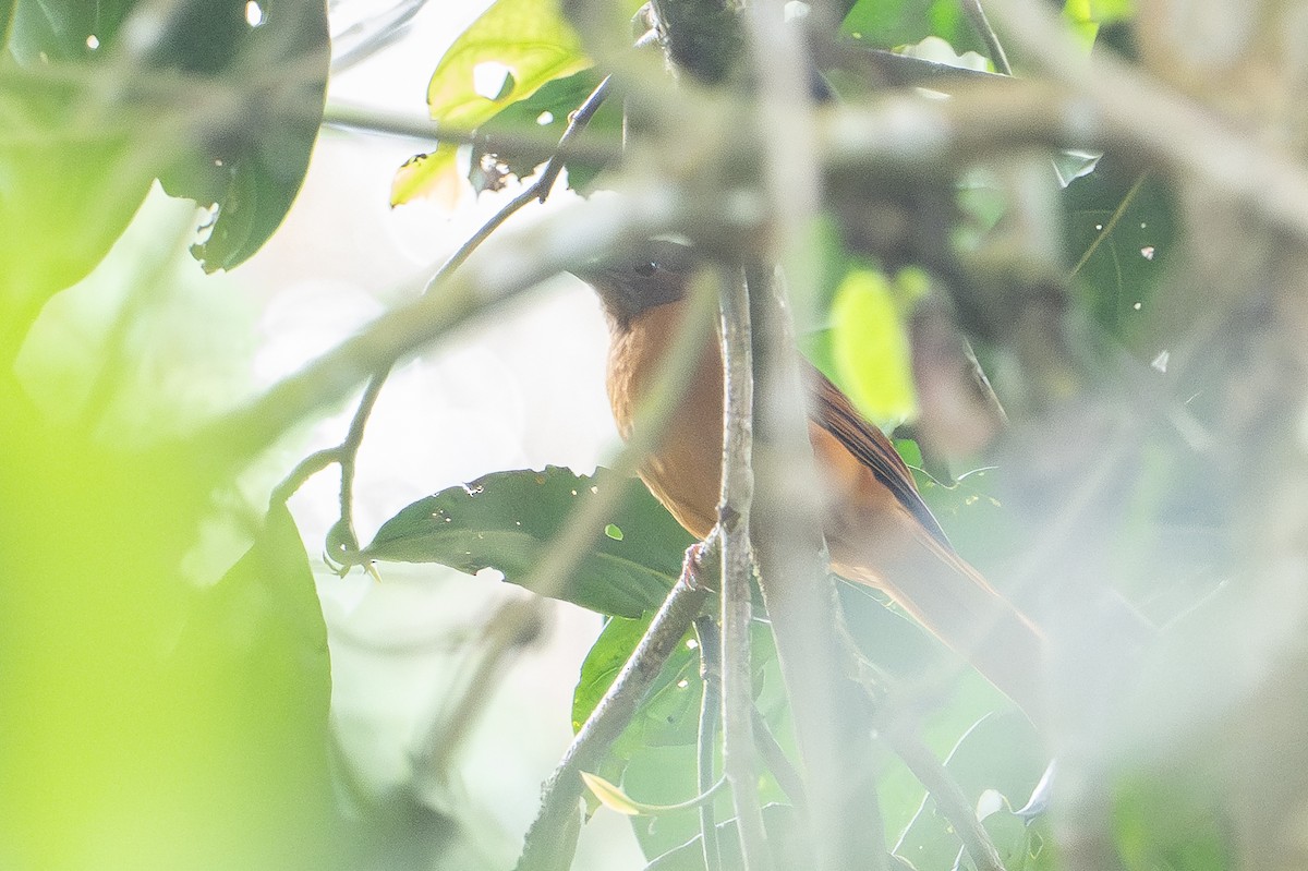 Rufous Flycatcher-Thrush - ML641937462