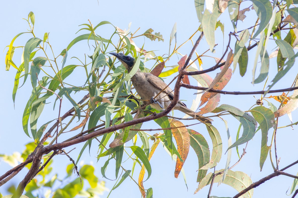 Helmeted Friarbird - ML641937464