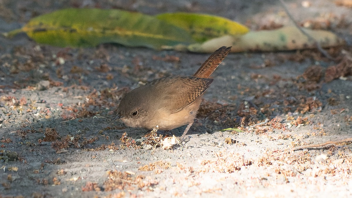 Southern House Wren - ML641937465