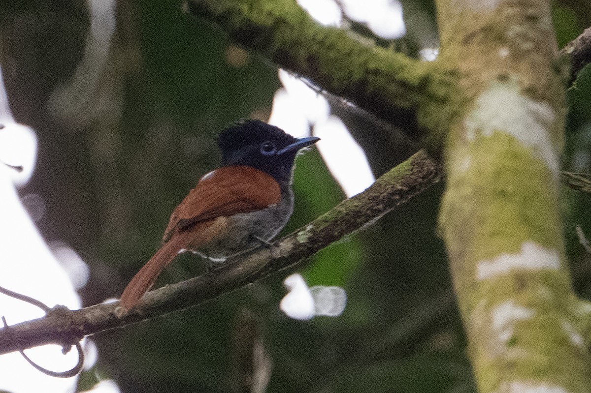 African Paradise-Flycatcher - ML641937466