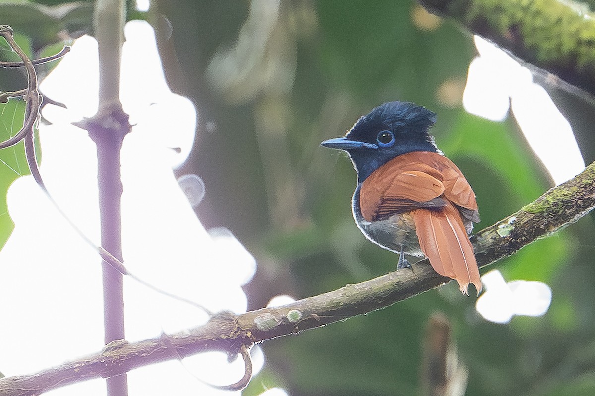 African Paradise-Flycatcher - ML641937469