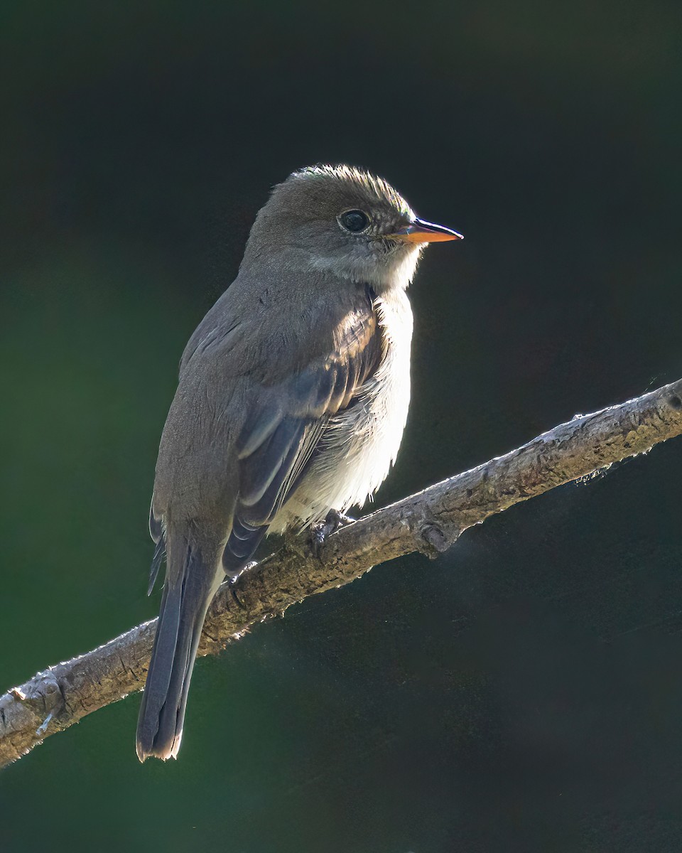 Willow Flycatcher - ML641937471