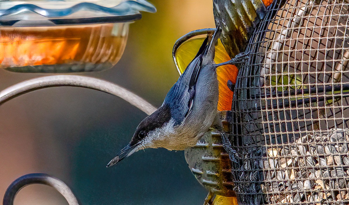 Brown-headed Nuthatch - ML641937491