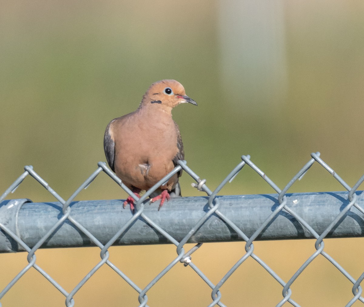 Mourning Dove - ML641937501