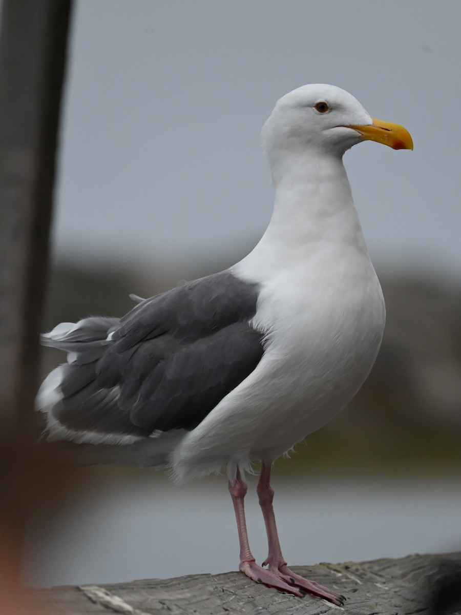 Westmöwe - ML641937508