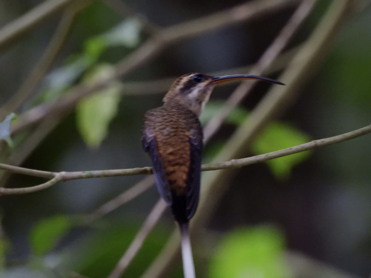 Long-billed Hermit - ML641937513