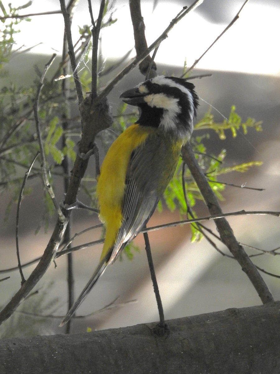 Eastern Shrike-tit - ML641937520