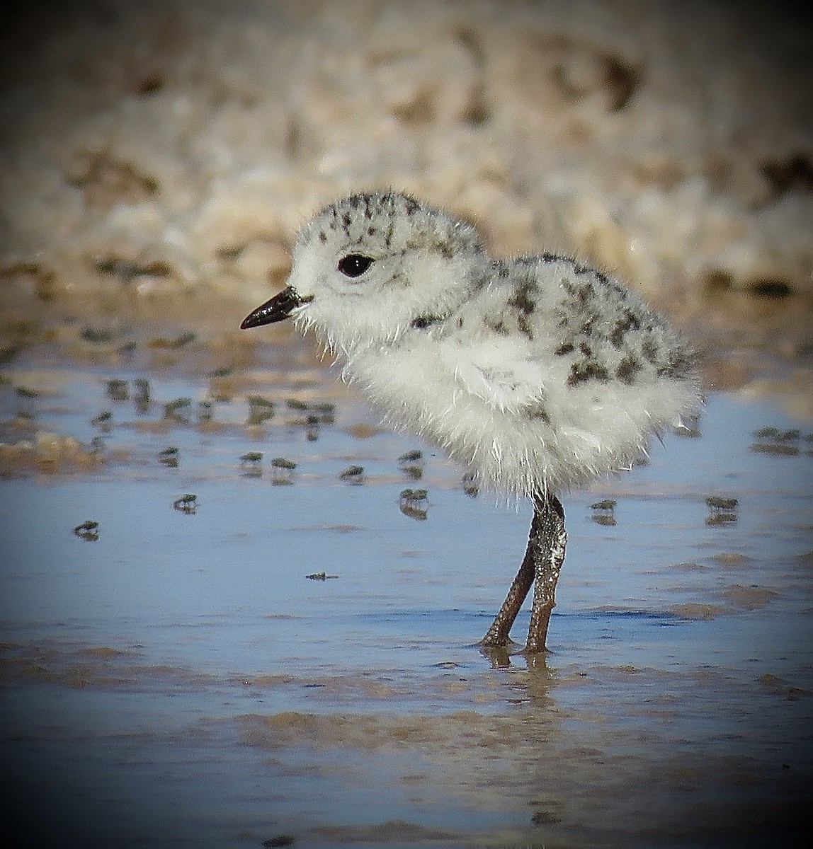 Puna Plover - ML641937523