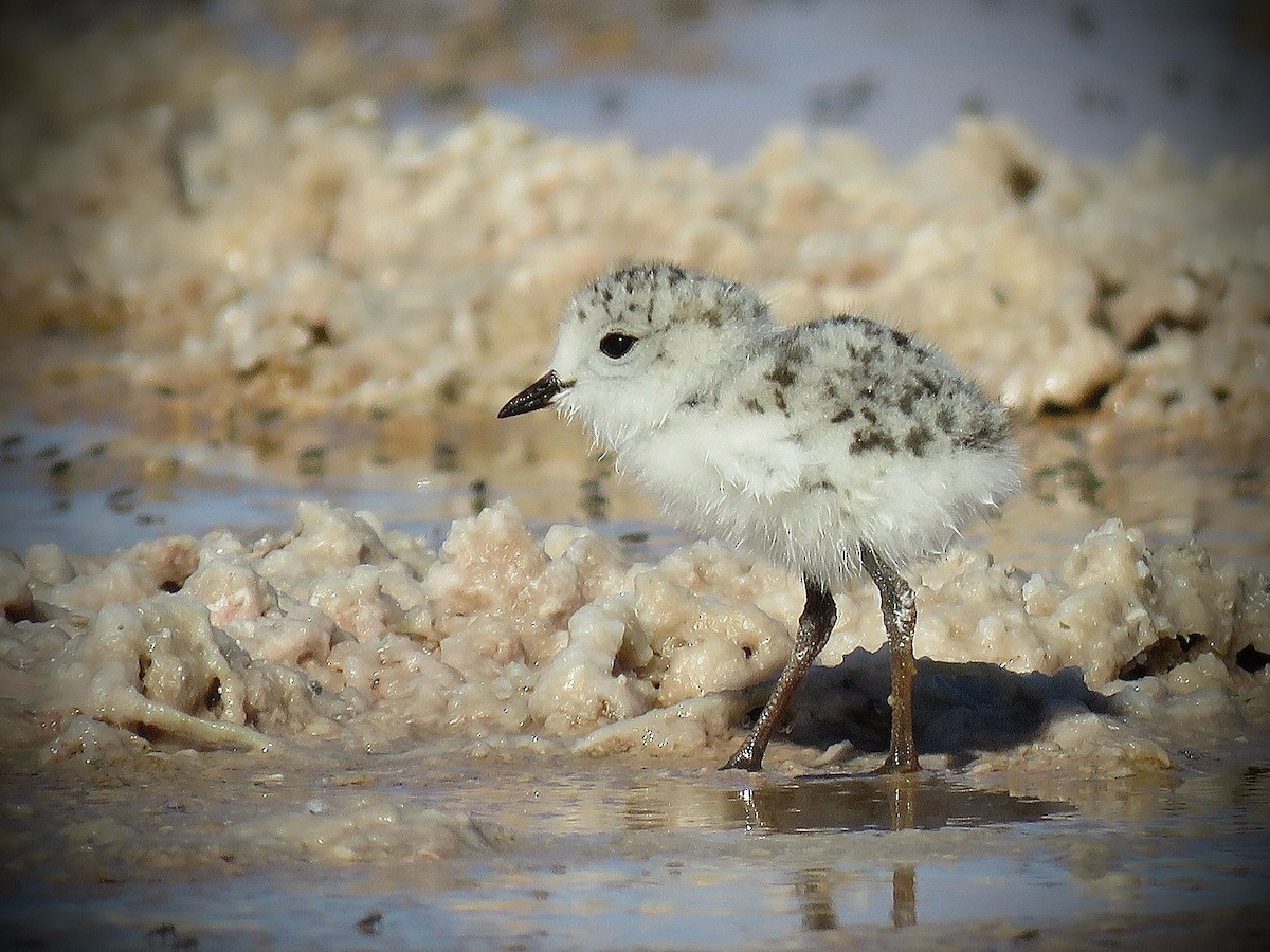 Puna Plover - ML641937524