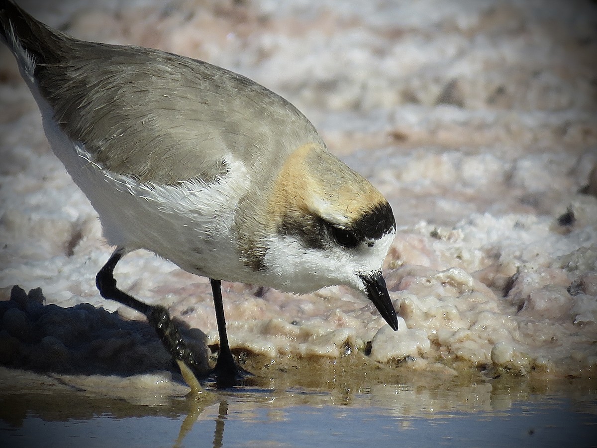 Puna Plover - ML641937525