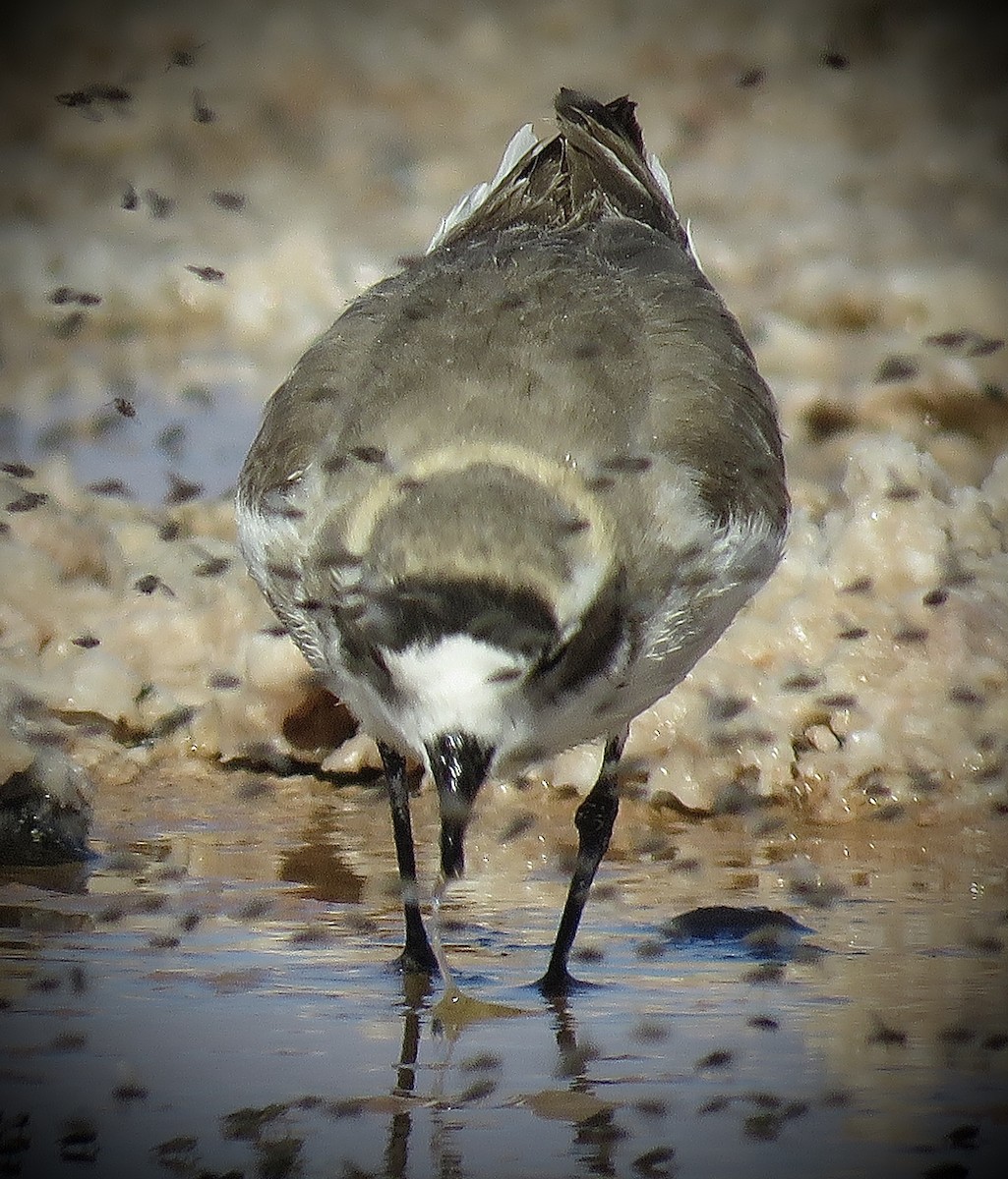 Puna Plover - ML641937527