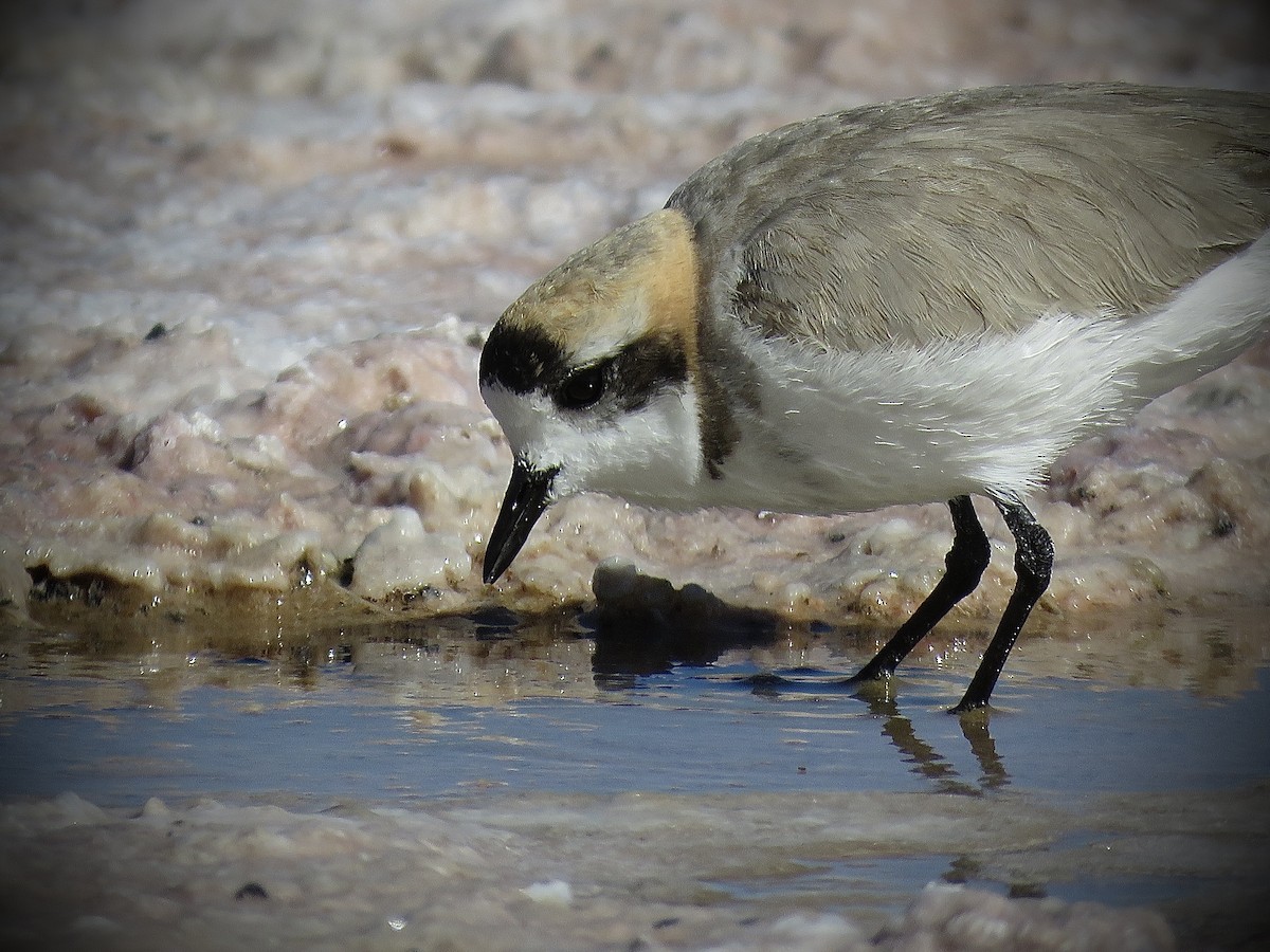 Puna Plover - ML641937528