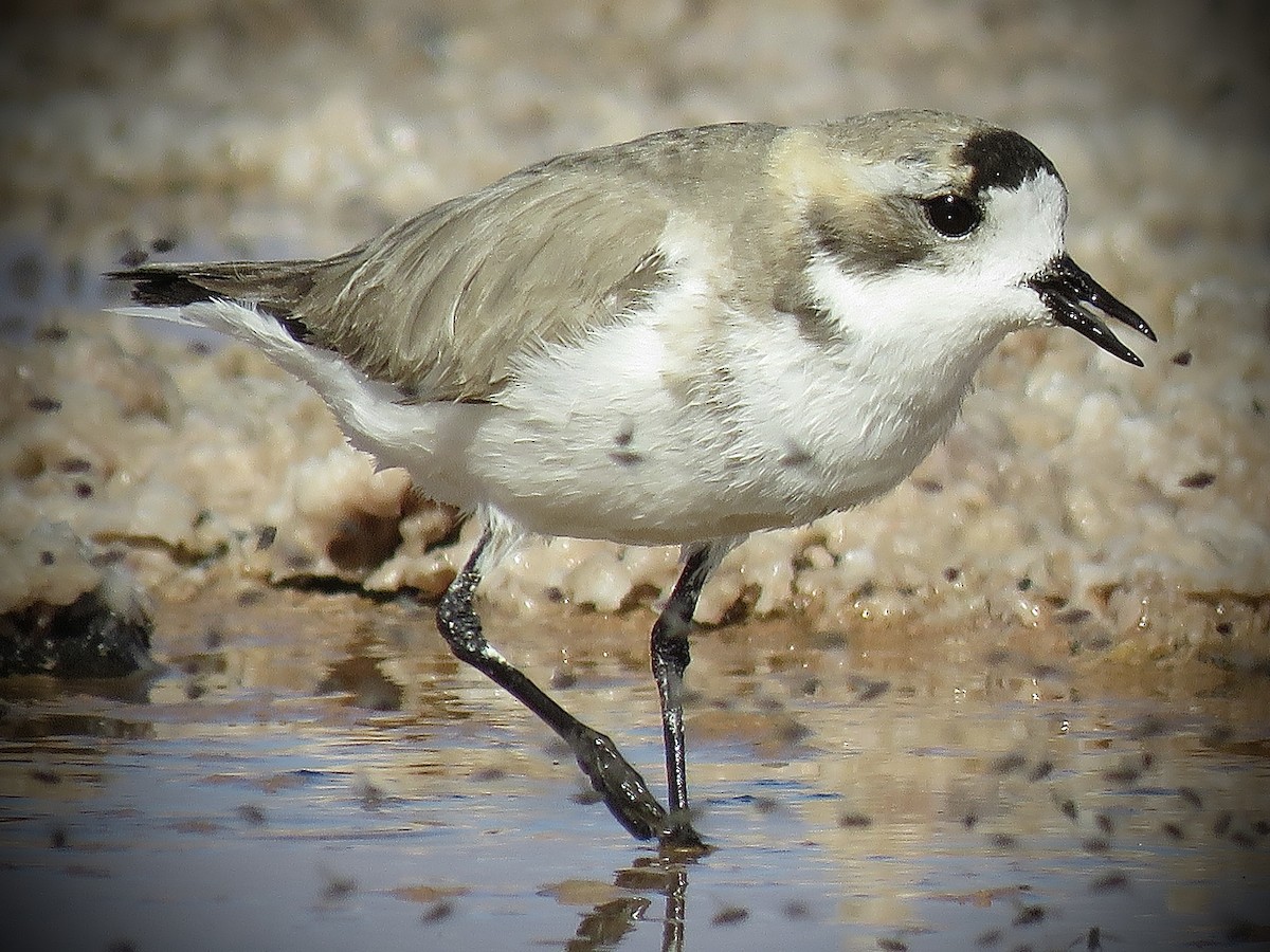 Puna Plover - ML641937529