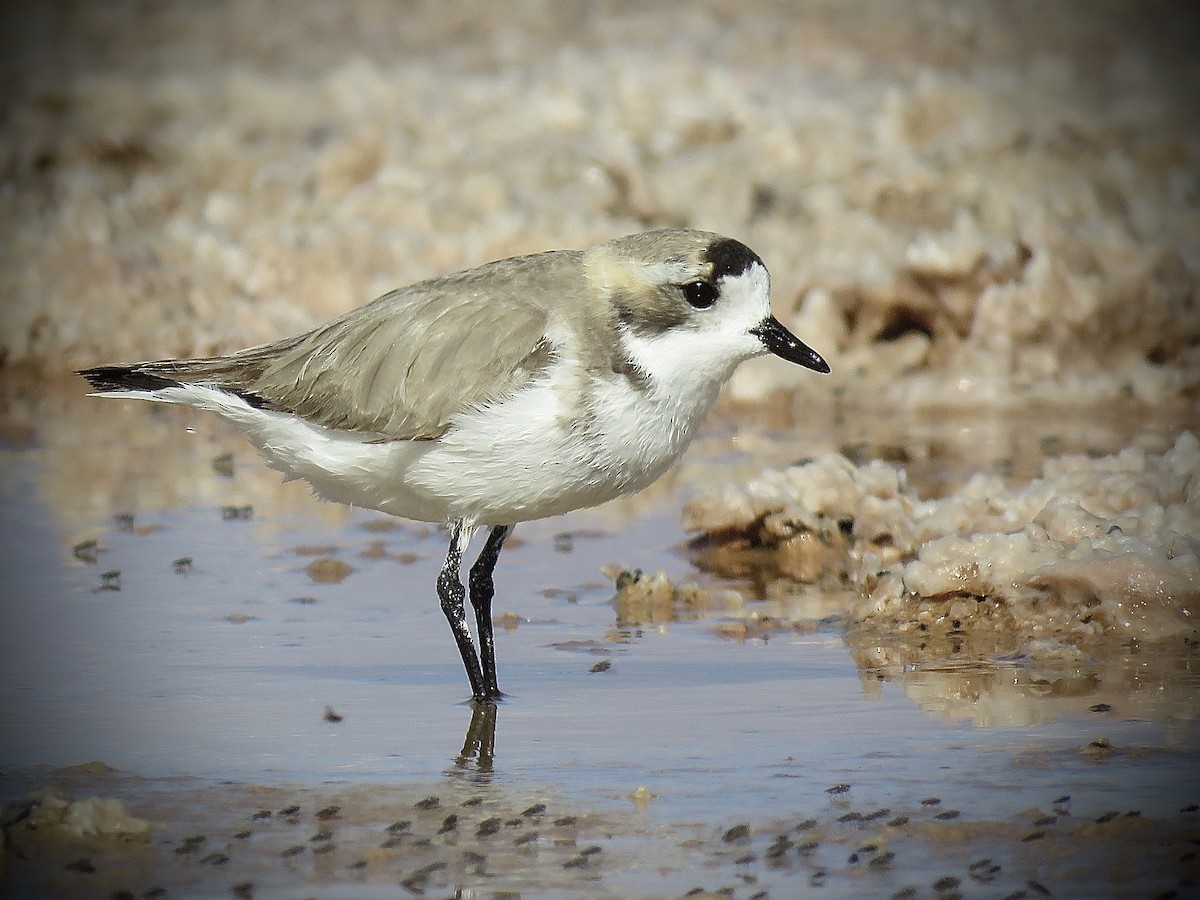 Puna Plover - ML641937530