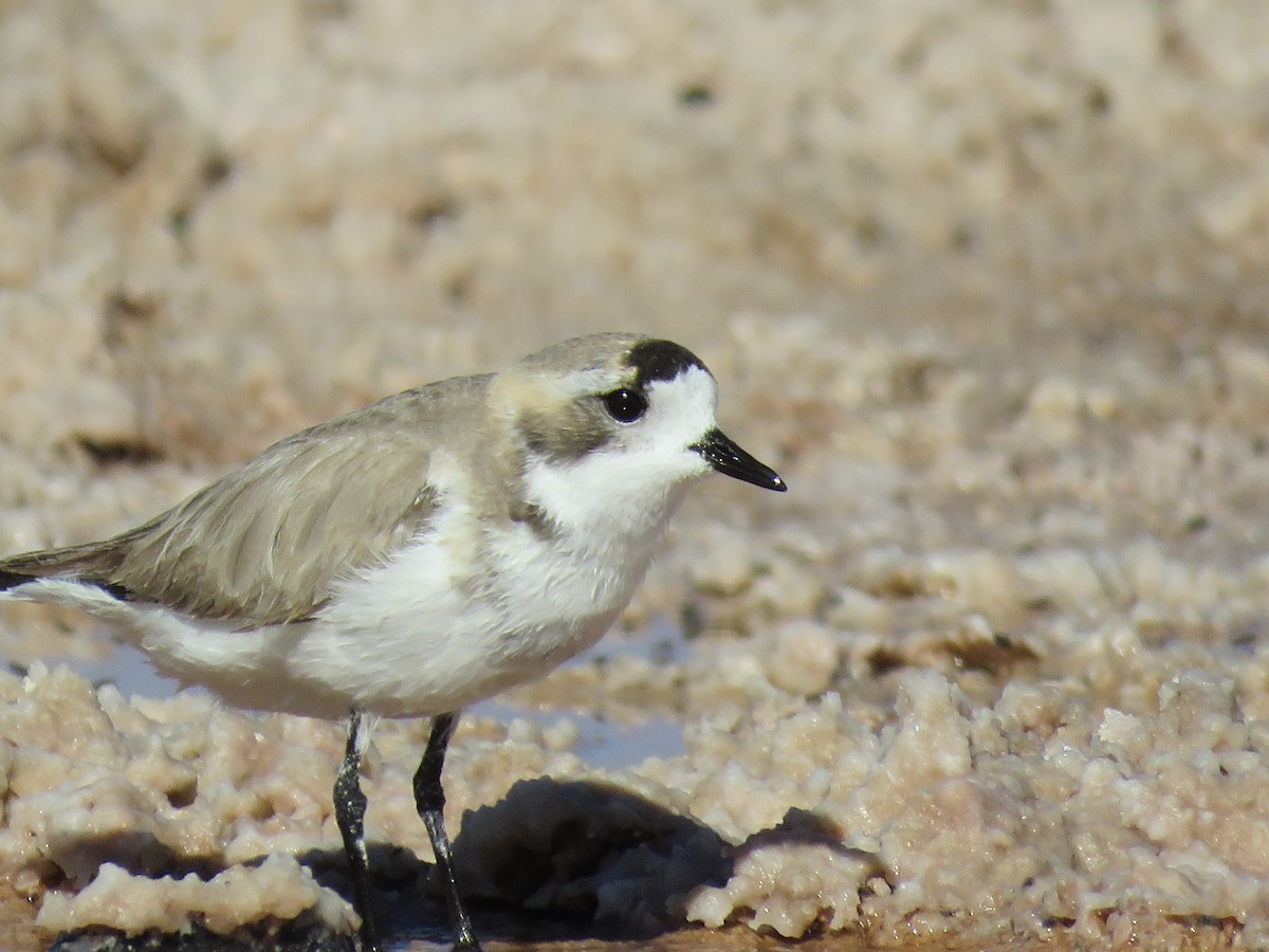 Puna Plover - ML641937531