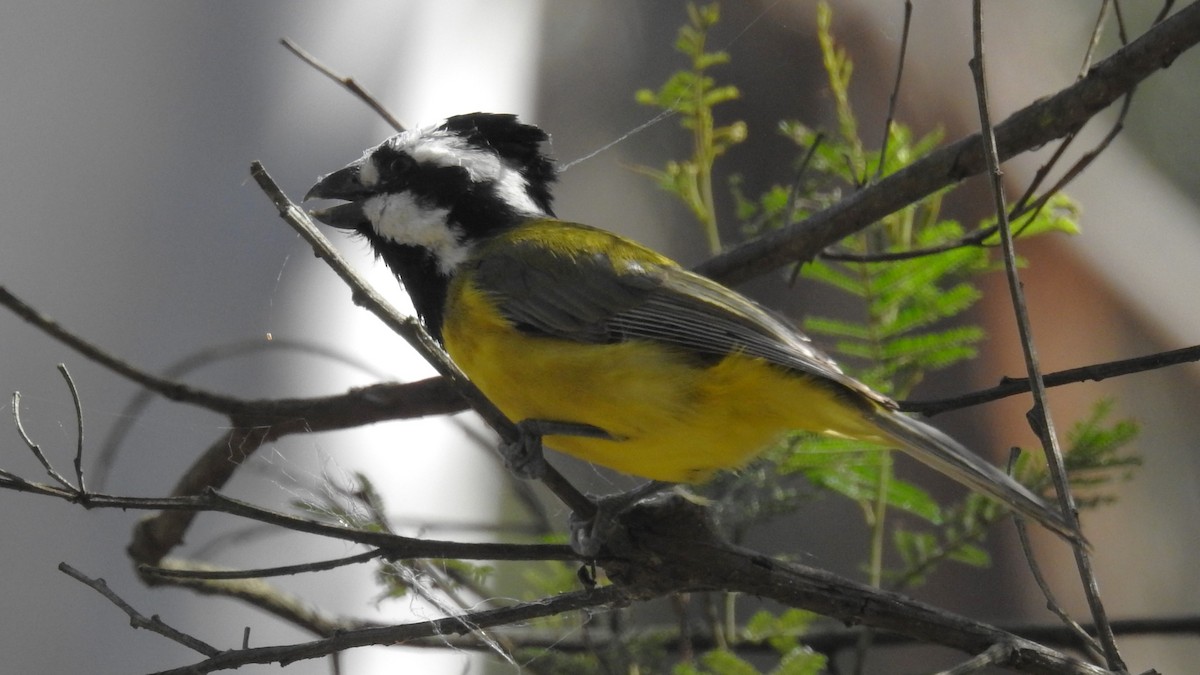 Eastern Shrike-tit - ML641937534