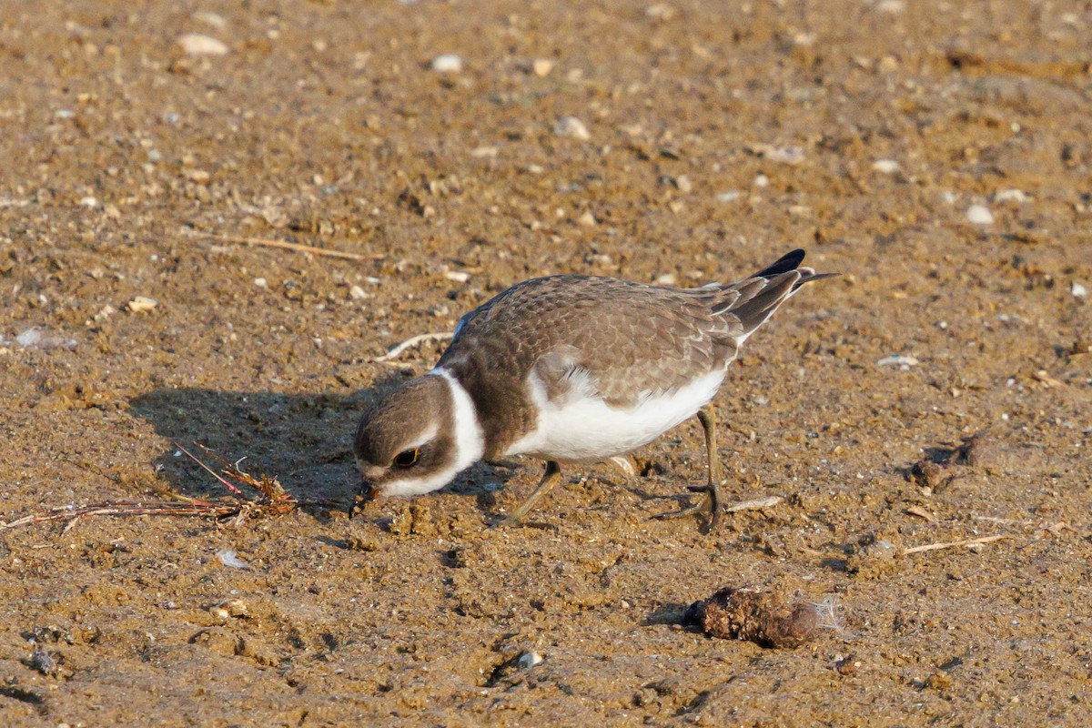 Semipalmated Plover - ML641937540