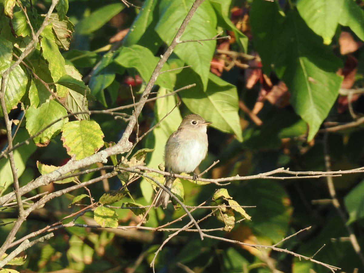 Least Flycatcher - ML641937541
