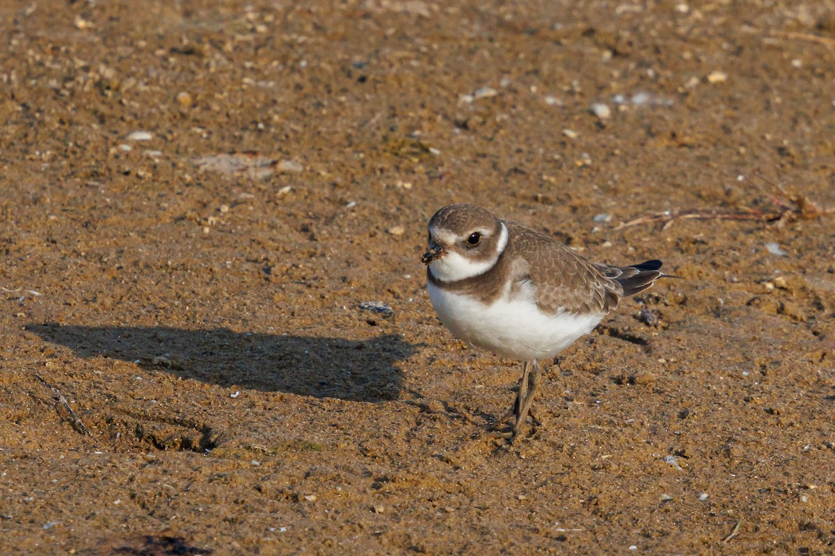 Semipalmated Plover - ML641937550