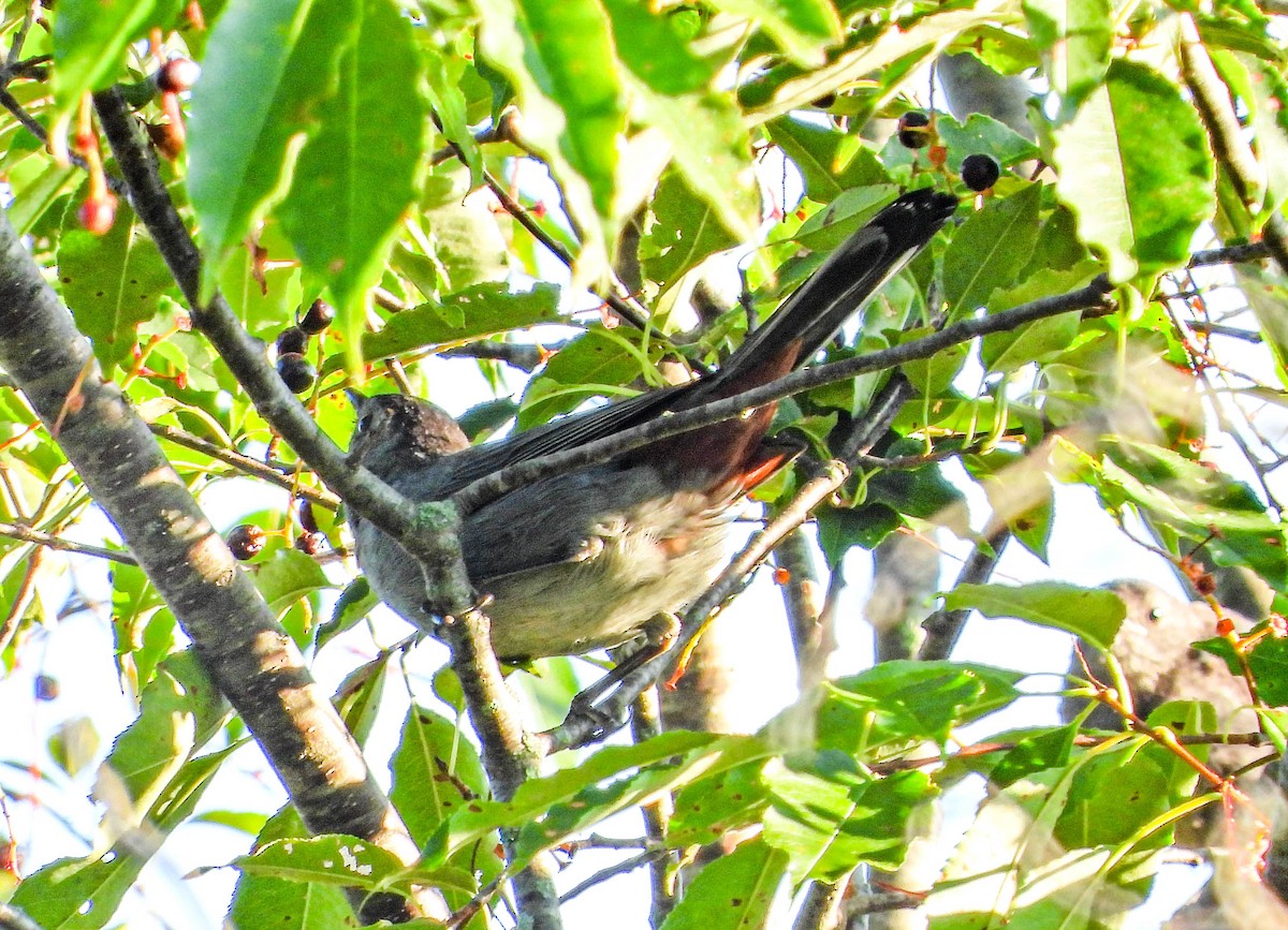 Gray Catbird - ML641937559