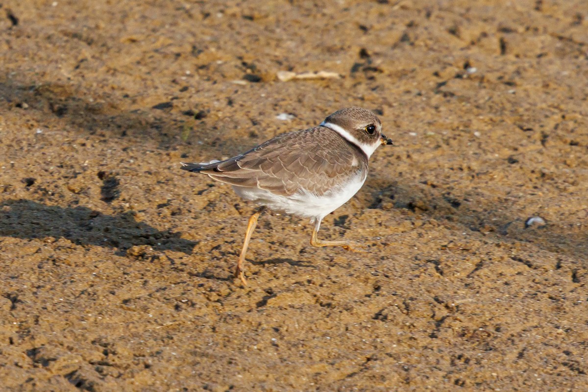 Semipalmated Plover - ML641937561