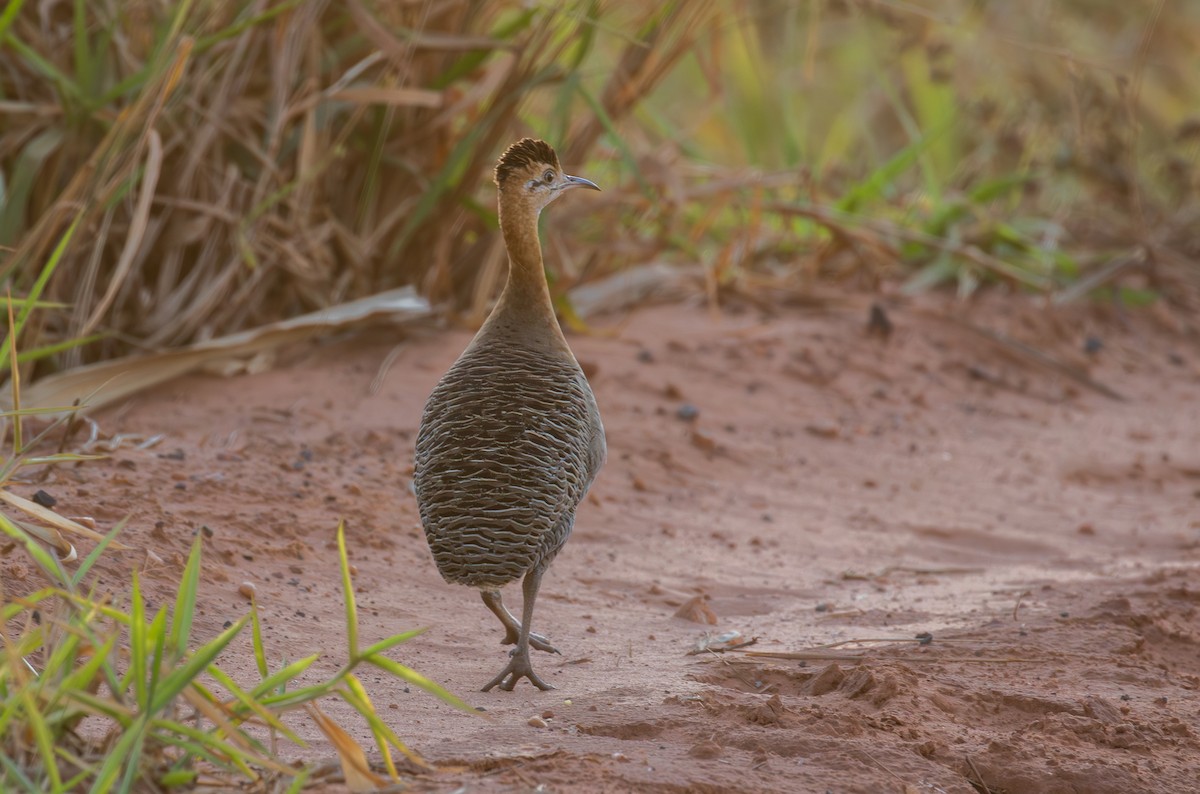 Red-winged Tinamou - ML641937564