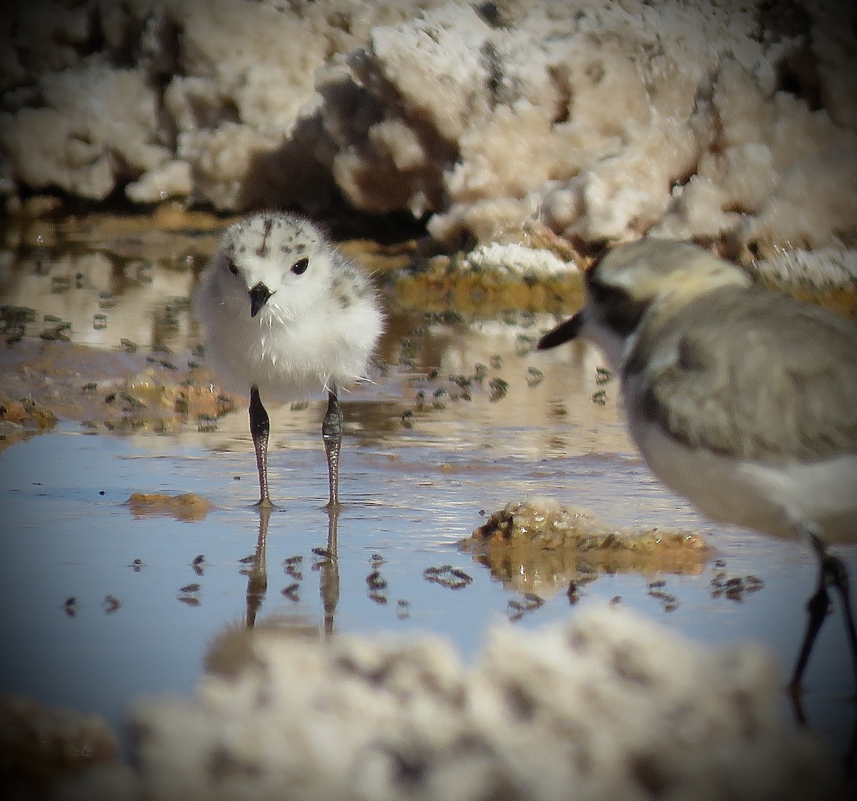 Puna Plover - ML641937565