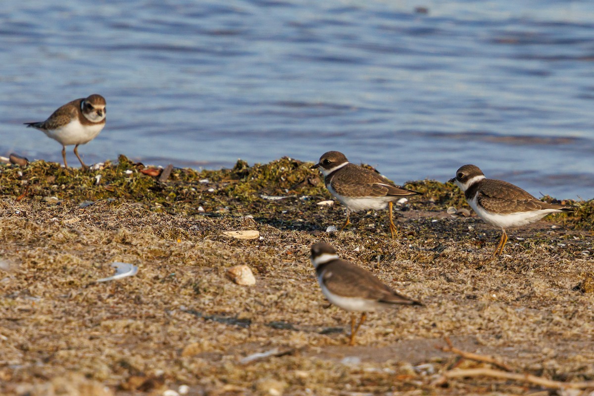 Semipalmated Plover - ML641937566