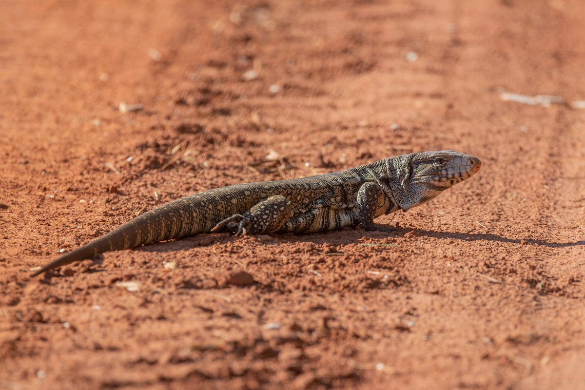 Argentine Black-and-white Tegu - ML641937572