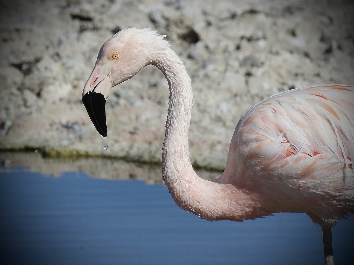 Chilean Flamingo - ML641937584