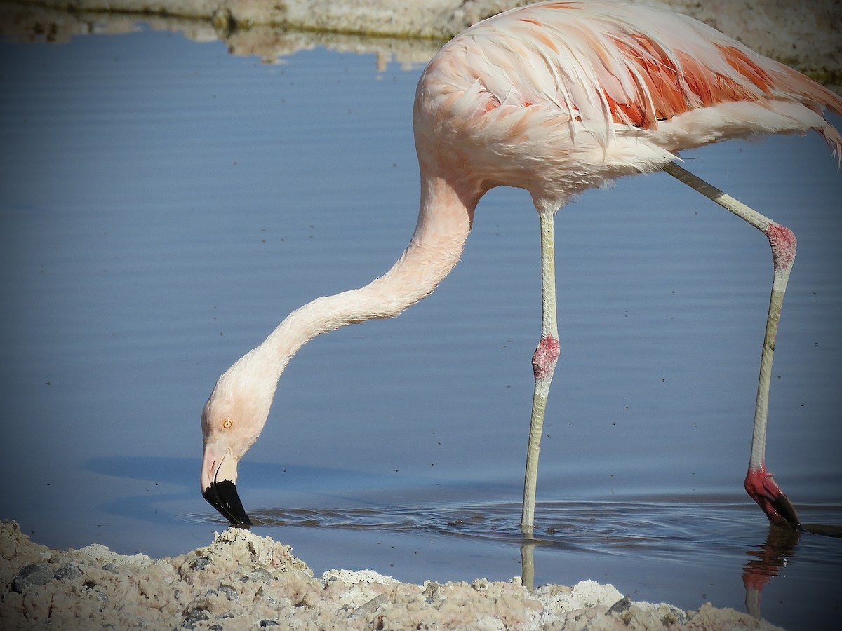 Chilean Flamingo - ML641937585