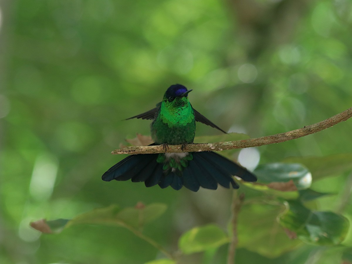 Violet-capped Woodnymph - ML641937587