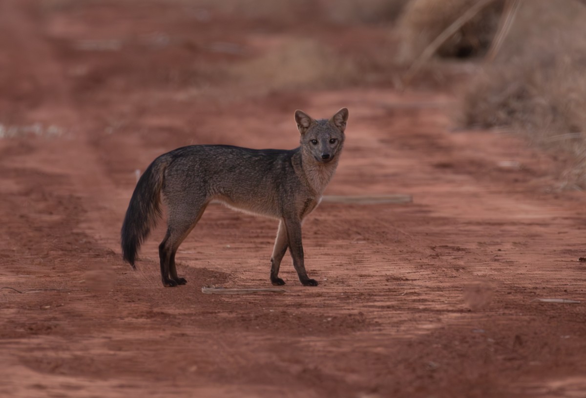 Crab-eating Fox - ML641937588