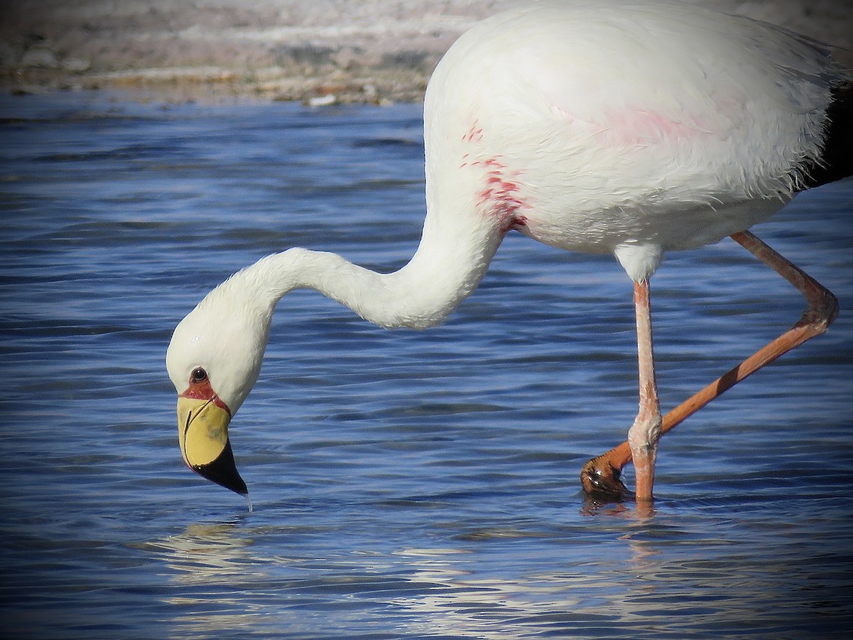 James's Flamingo - ML641937594