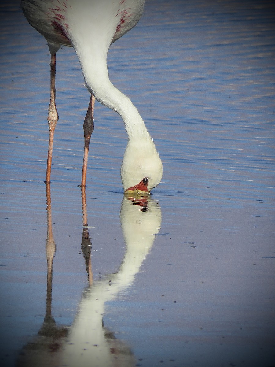 James's Flamingo - ML641937596