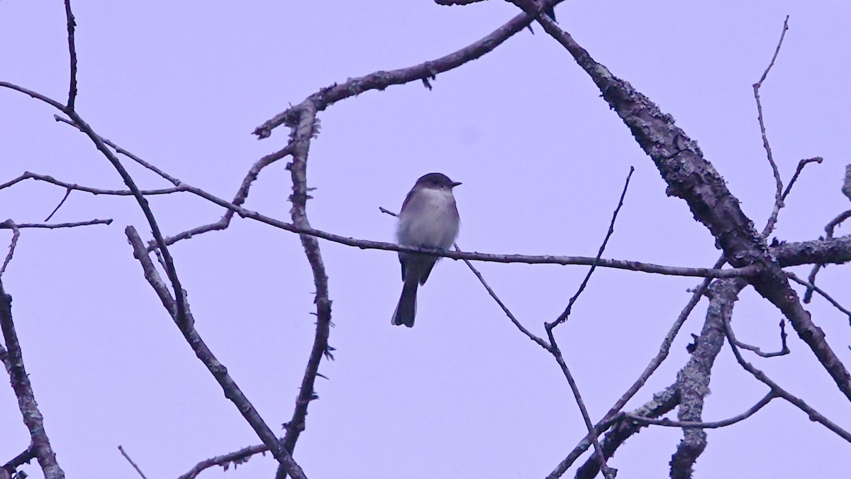Eastern Phoebe - ML641937597