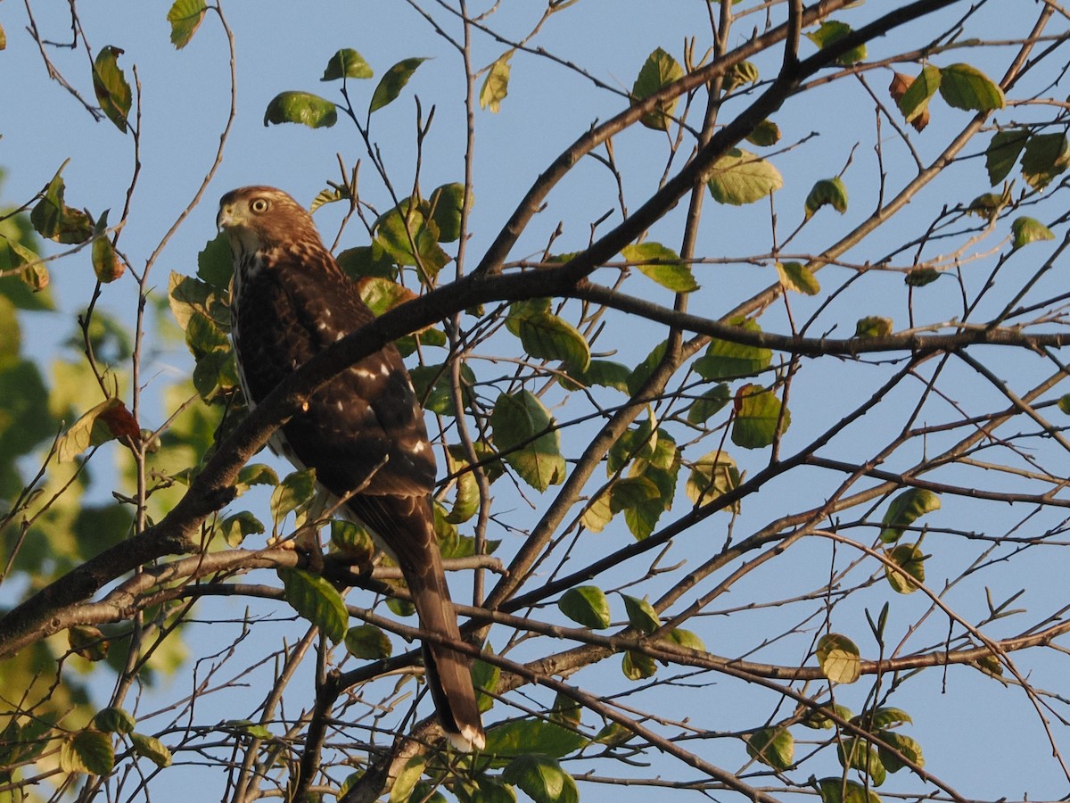 Cooper's Hawk - ML641937599