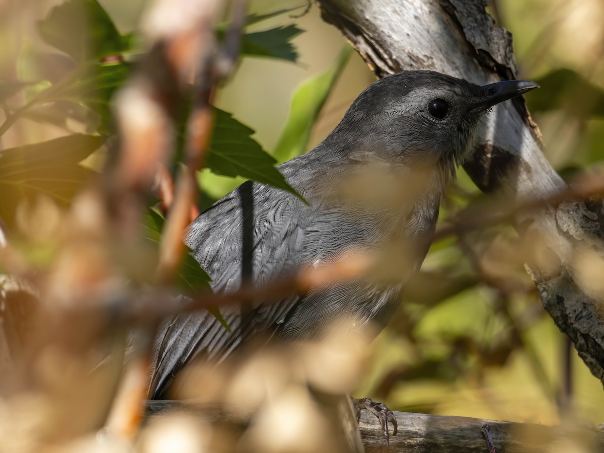 Gray Catbird - ML641937601